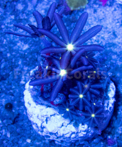 FK Knopia octocontacanalis “jasmine polyps” FK1258