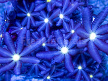 Carregar imagem no visualizador da galeria, FK Knopia octocontacanalis “jasmine polyps” FK1258