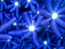 Load image into Gallery viewer, FK Knopia octocontacanalis “jasmine polyps” FK1447