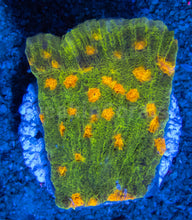 Carregar imagem no visualizador da galeria, JF Space Invader Chalice (Signature Coral)