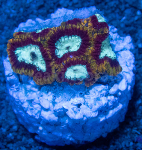 FK Ultron Favia (Signature Coral) FK1684