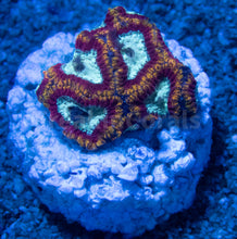 Load image into Gallery viewer, FK Ultron Favia (Signature Coral) FK1066