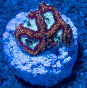 FK Ultron Favia (Signature Coral) FK1066