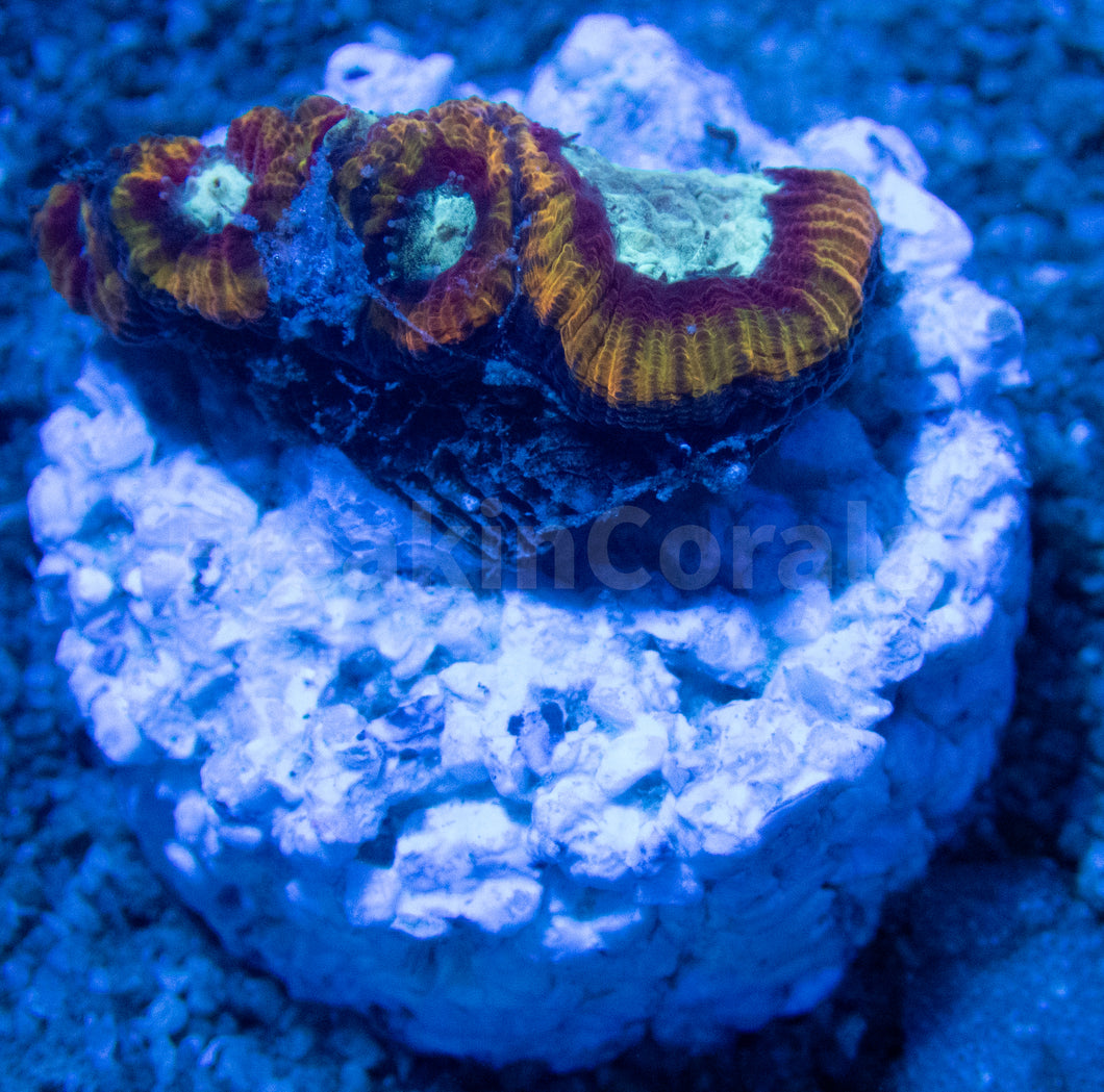 FK Ultron Favia (Signature Coral) FK1407