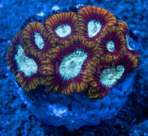 FK Ultron Favia (Signature Coral) FK1461