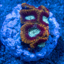 Load image into Gallery viewer, FK Ultron Favia (Signature Coral) FK1296