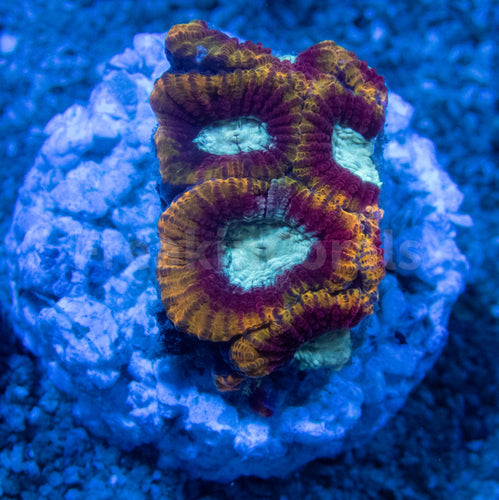 FK Ultron Favia (Signature Coral) FK1296