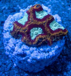 FK Ultron Favia (Signature Coral) FK1762