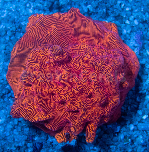 FK Orange Leptoseris FK1099
