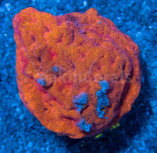 FK Orange Leptoseris FK1176