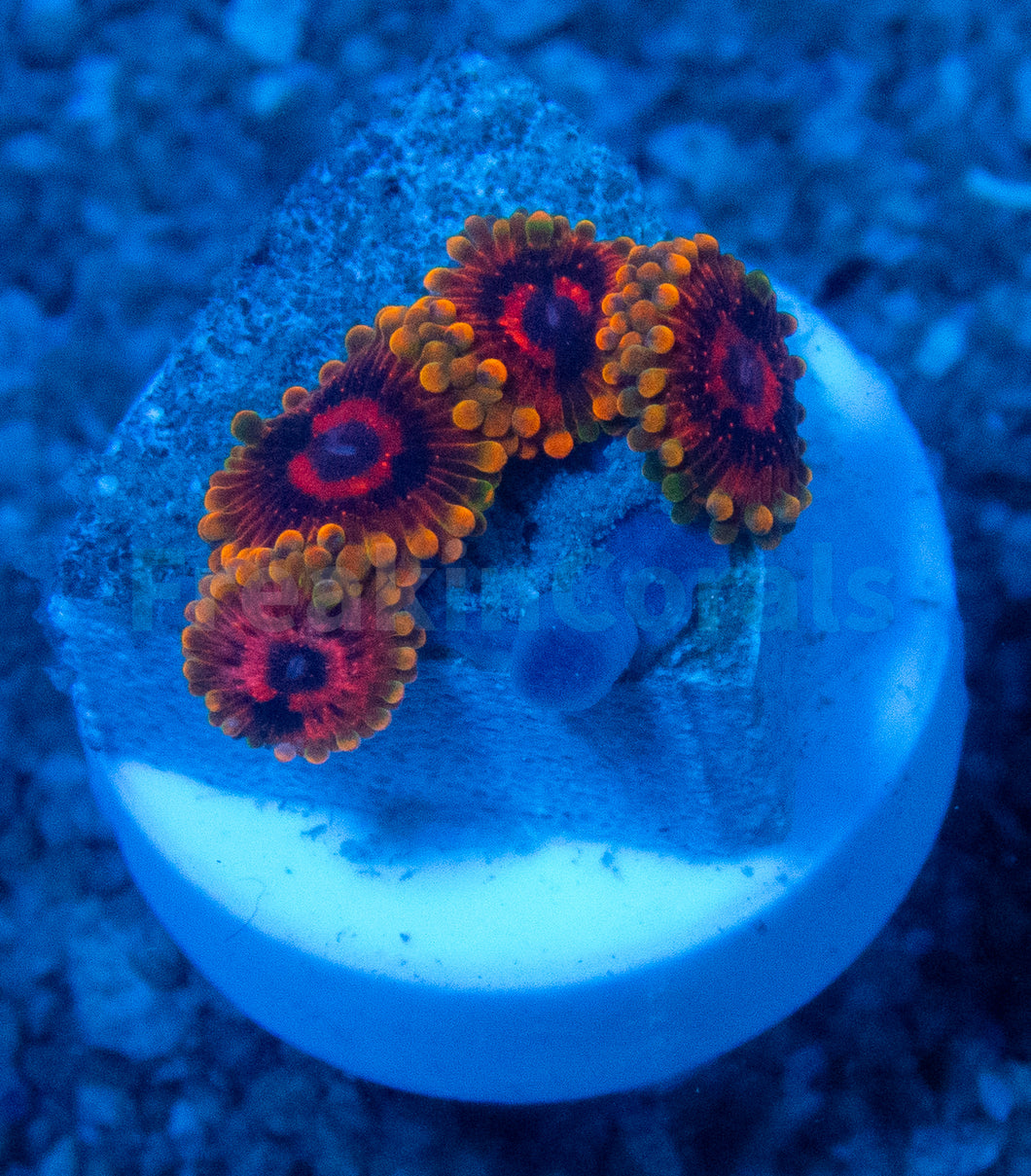 FK Mind Trick Zoanthus (Signature Coral)