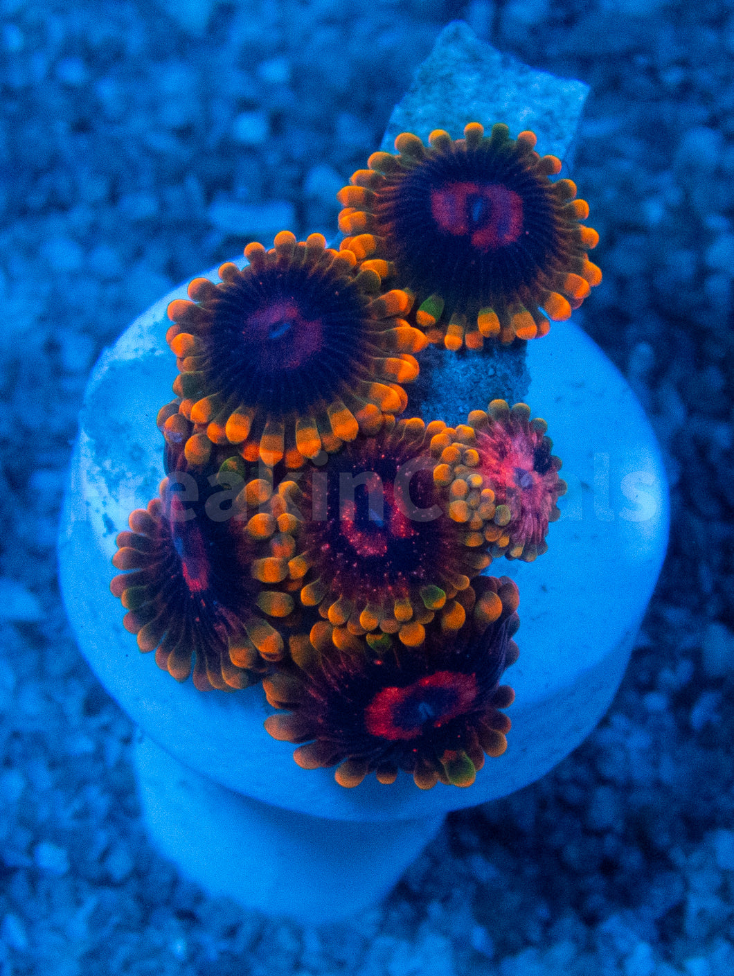 FK Mind Trick Zoanthus (Signature Coral)