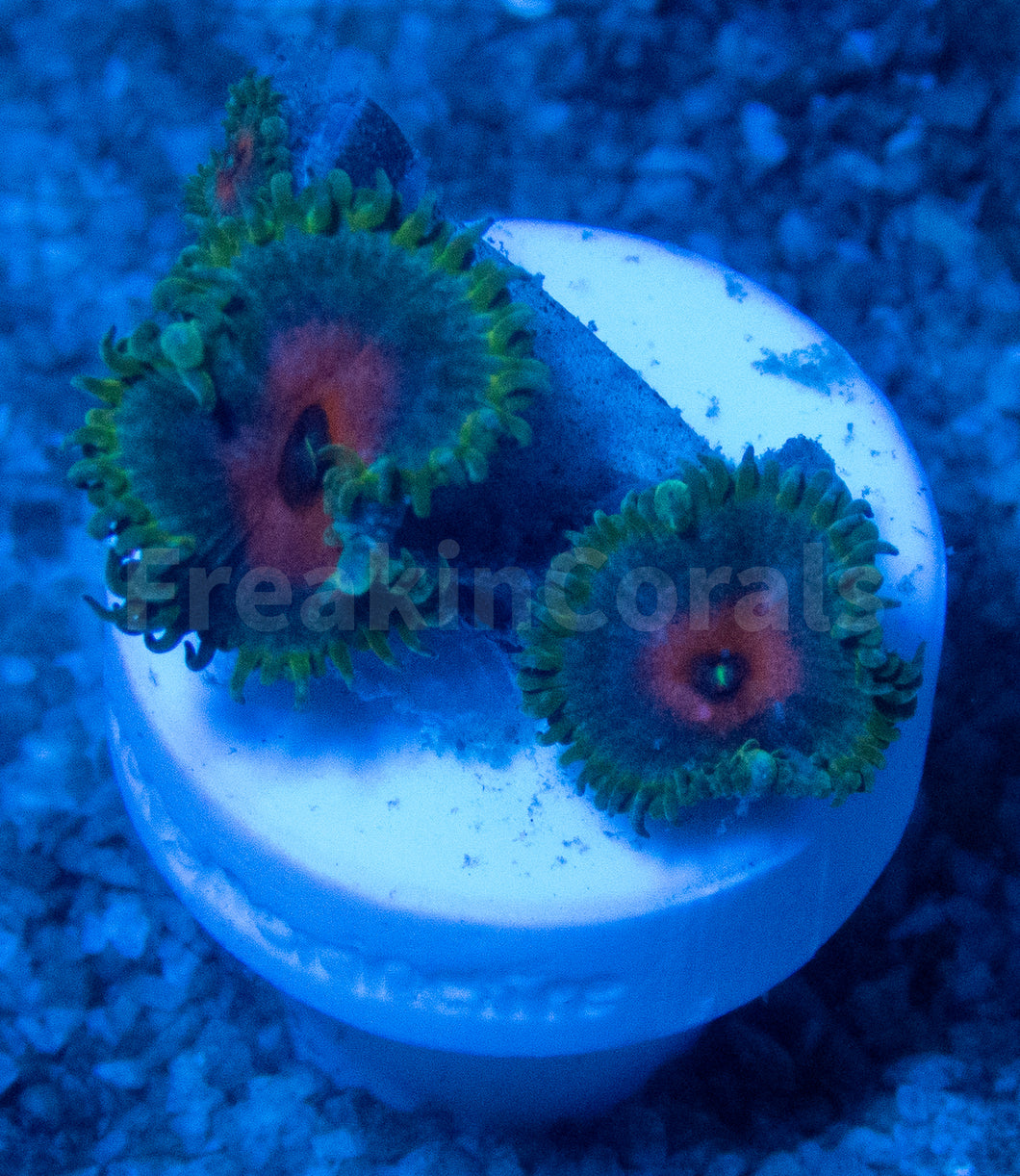 FK Captain America Palythoa (Signature Coral)