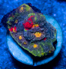Carregar imagem no visualizador da galeria, FK Flaming Bugatti Chalice (Signature Coral)