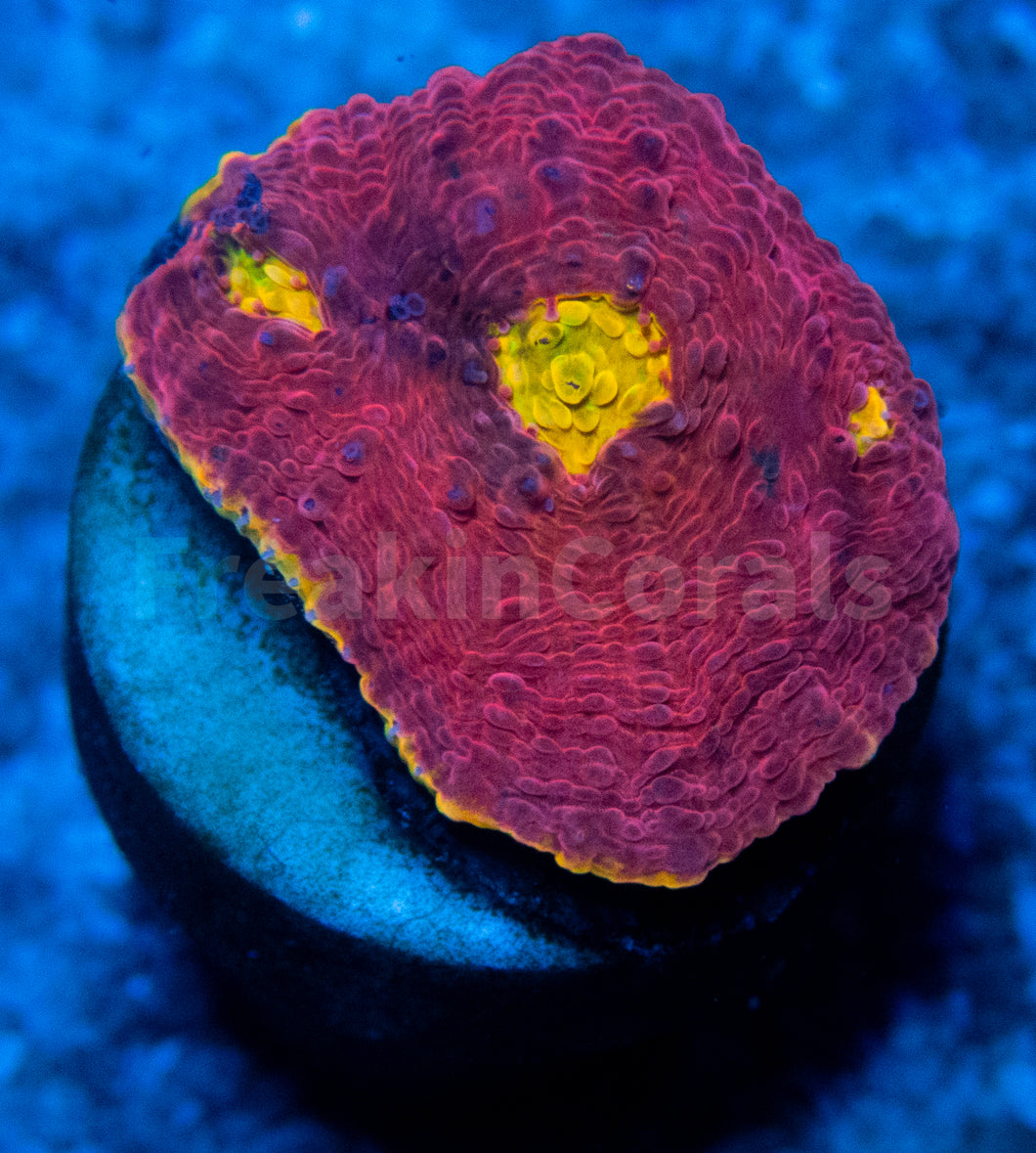 FK Rainbow Crush Chalice (Signature Coral)