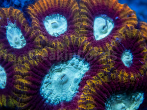 FK Ultron Favia (Signature Coral) FK1296