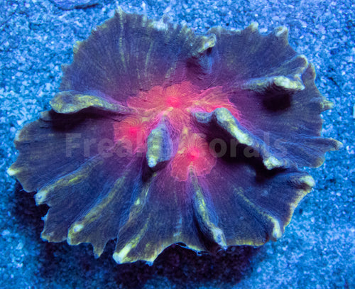 FK Mastergrade Blood Mouth Pectina (Collector Coral - Ultra Color)
