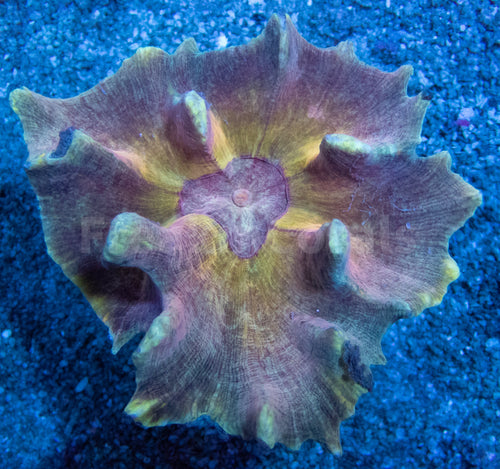 FK Mastergrade Gold Pectina (Collector Coral - Ultra Color)