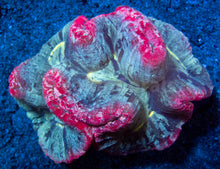 Carregar imagem no visualizador da galeria, FK Red &amp; Blue Welsophyllia