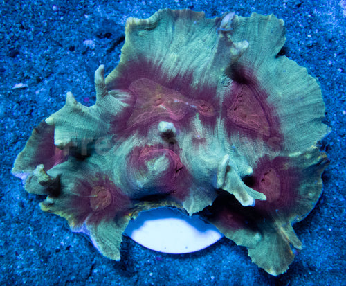 FK Navy Blue  Red Mouth Pectina (Collector Coral - Ultra Color)