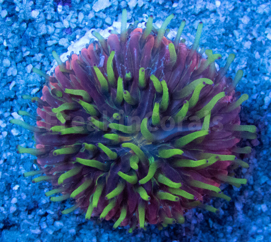 FK Rainbow Cycloseris (Rare Color)