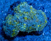 Load image into Gallery viewer, FK  Green &amp; Yellow Bouncy Rhodactis Inchoata (Ultimate Color - CUT-TO-ORDER)