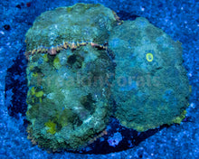 Load image into Gallery viewer, FK Pink Rim Green &amp; Yellow Rhodactis Inchoata (Ultimate Color - CUT-TO-ORDER)