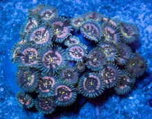 Load image into Gallery viewer, FK Green Seduction Zoanthid (CUT-TO-ORDER)
