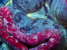Carregar imagem no visualizador da galeria, FK Red &amp; Blue Welsophyllia
