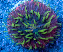 Load image into Gallery viewer, FK Rainbow Cycloseris (Rare Color)