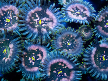 Load image into Gallery viewer, FK Green Seduction Zoanthid (CUT-TO-ORDER)