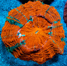 Load image into Gallery viewer, FK Bright Orange &amp; Green Stripes Acantophyllia