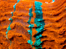 Carregar imagem no visualizador da galeria, FK Bright Orange &amp; Green Stripes Acantophyllia