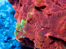 Carregar imagem no visualizador da galeria, FK Red &amp; Light Blue Acantophyllia