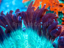 Carregar imagem no visualizador da galeria, FK Red &amp; Light Blue Acantophyllia