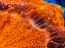 Load image into Gallery viewer, FK Bright Orange &amp; Green Stripes Acantophyllia