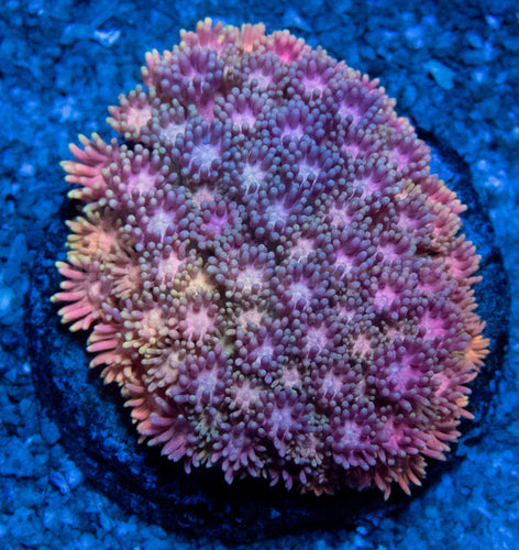 FK Rainbow Orange & Yellow Goniopora Colony (Collector Coral)