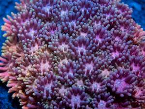 FK Rainbow Orange & Yellow Goniopora Colony (Collector Coral)
