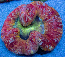 Carregar imagem no visualizador da galeria, FK Rainbow Orange Candy Apple Welsophyllia (Collector Coral)