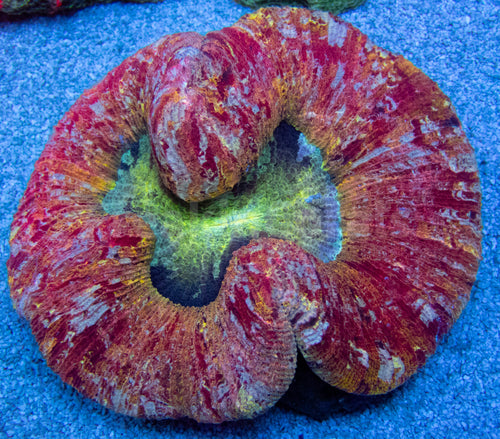 FK Rainbow Orange Candy Apple Welsophyllia (Collector Coral)