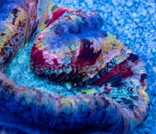 Carregar imagem no visualizador da galeria, FK Mastergrade Loly-Pop Rainbow Welsophyllia (Collector Coral)