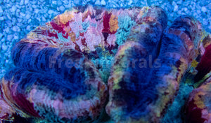 FK Mastergrade Loly-Pop Rainbow Welsophyllia (Collector Coral)