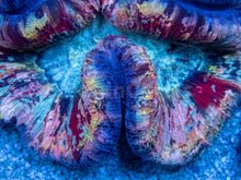 Carregar imagem no visualizador da galeria, FK Mastergrade Loly-Pop Rainbow Welsophyllia (Collector Coral)