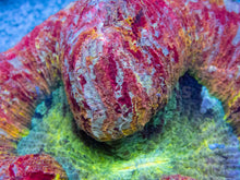 Load image into Gallery viewer, FK Rainbow Orange Candy Apple Welsophyllia (Collector Coral)