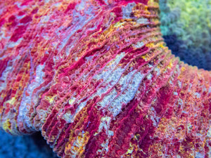 FK Rainbow Orange Candy Apple Welsophyllia (Collector Coral)