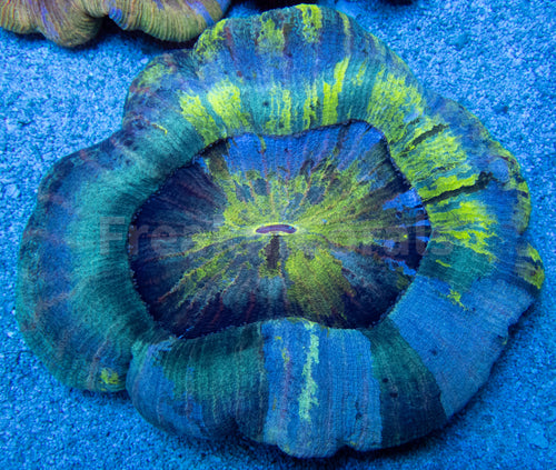FK True Grafted Fusion Welsophyllia (Collector Coral)