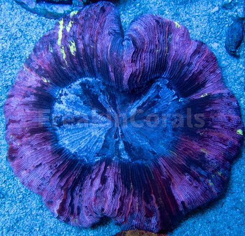 FK Mastergrade Purple, Blue & Toxic Yellow Dots Welsophyllia (Collector Coral, Very Rare Color)