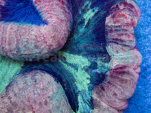 Carregar imagem no visualizador da galeria, FK Light cream, Red &amp; Blue Mouth Welsophyllia