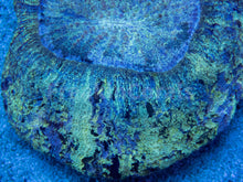 Carregar imagem no visualizador da galeria, FK Blue Lashes &amp; Black Dots Welsophyllia