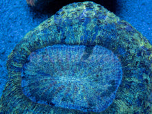 Carregar imagem no visualizador da galeria, FK Blue Lashes &amp; Black Dots Welsophyllia